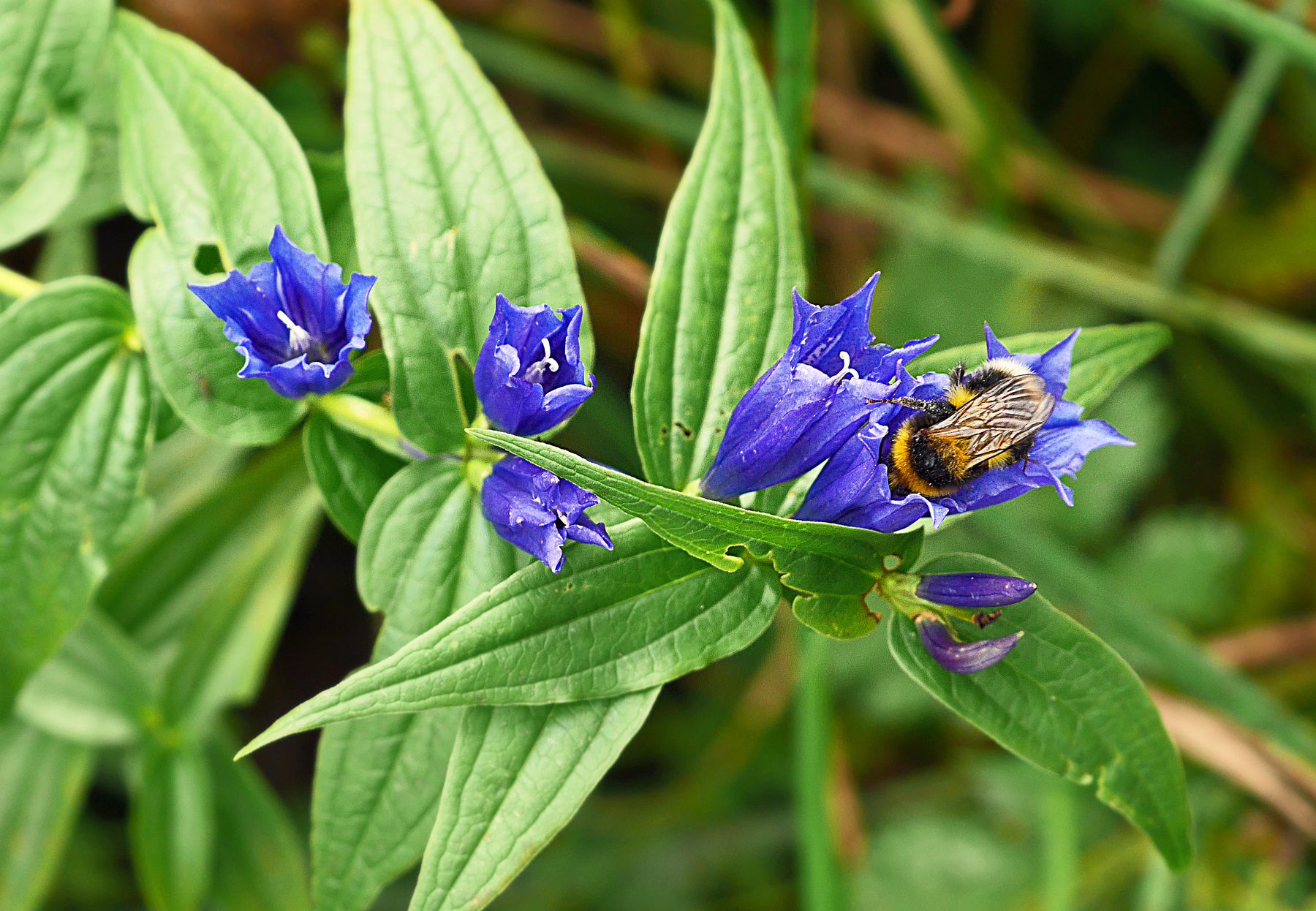 Hummel an Schwalbenwurzenzian