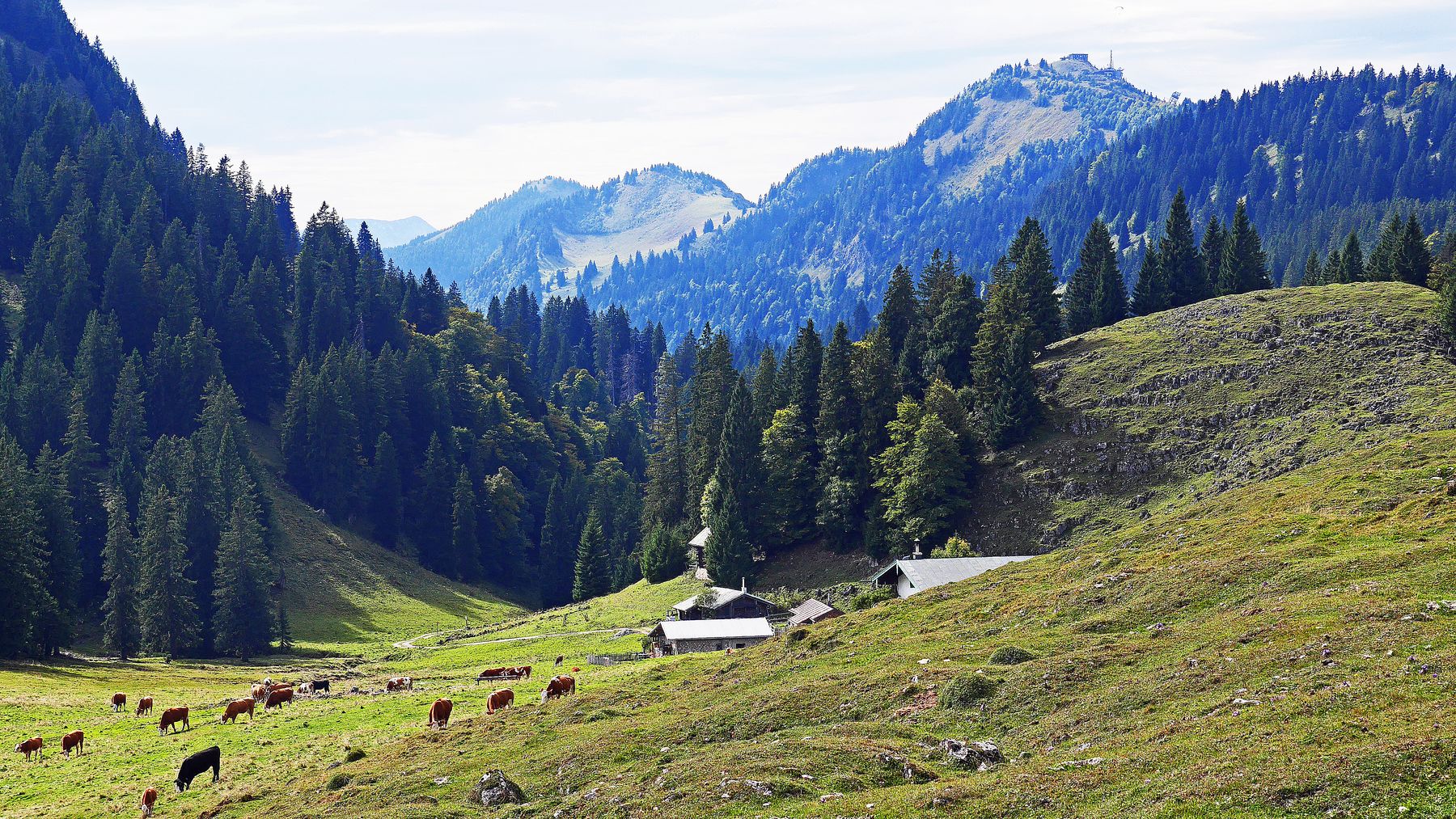 Stilleben auf der Laubensteinalm