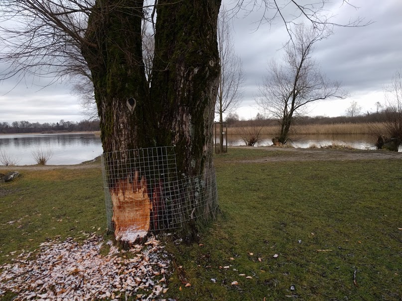 Biberbaum an der Prienmündung