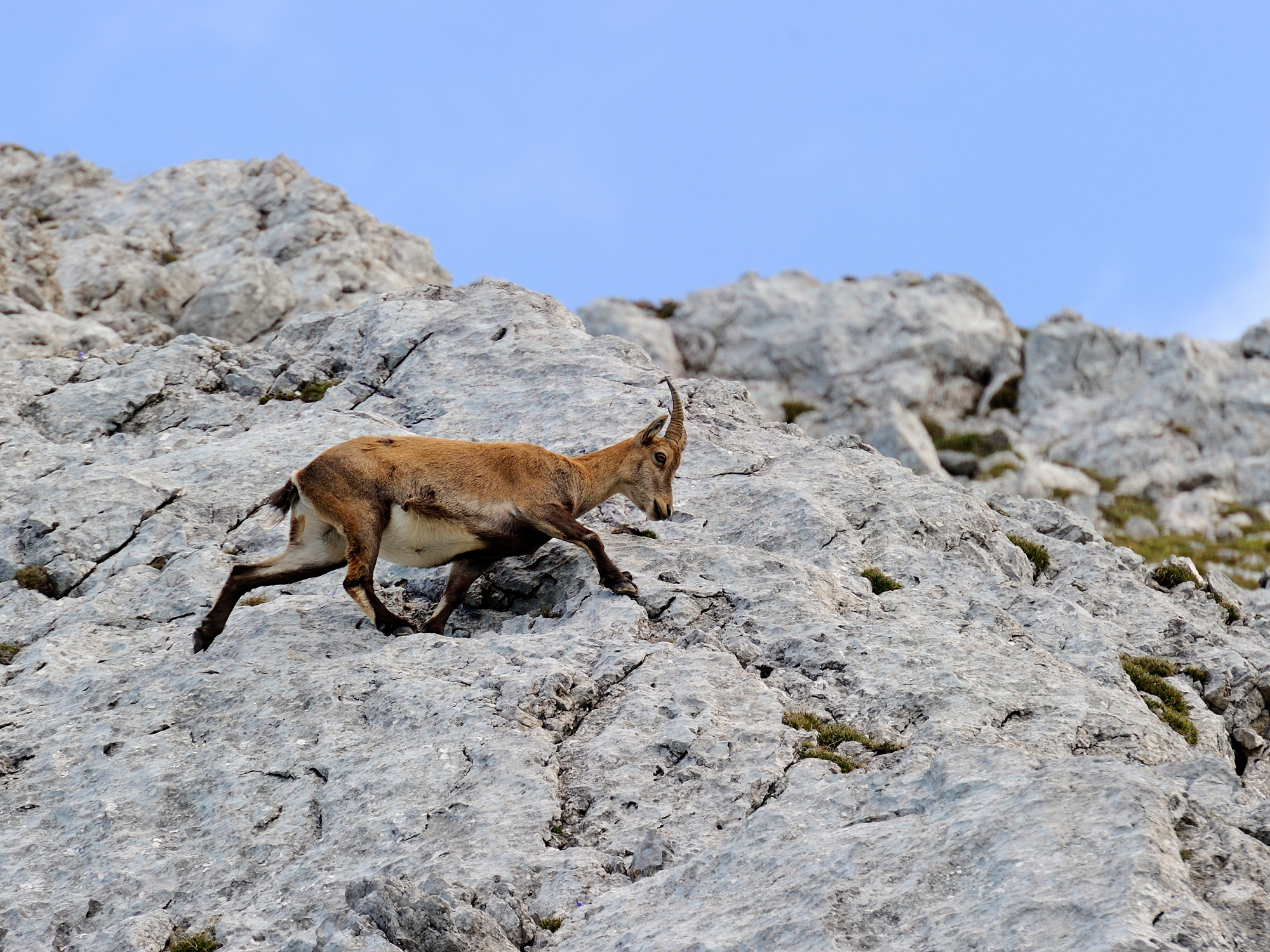 Steinbock zwischen Schneibstein und Seeleinsee