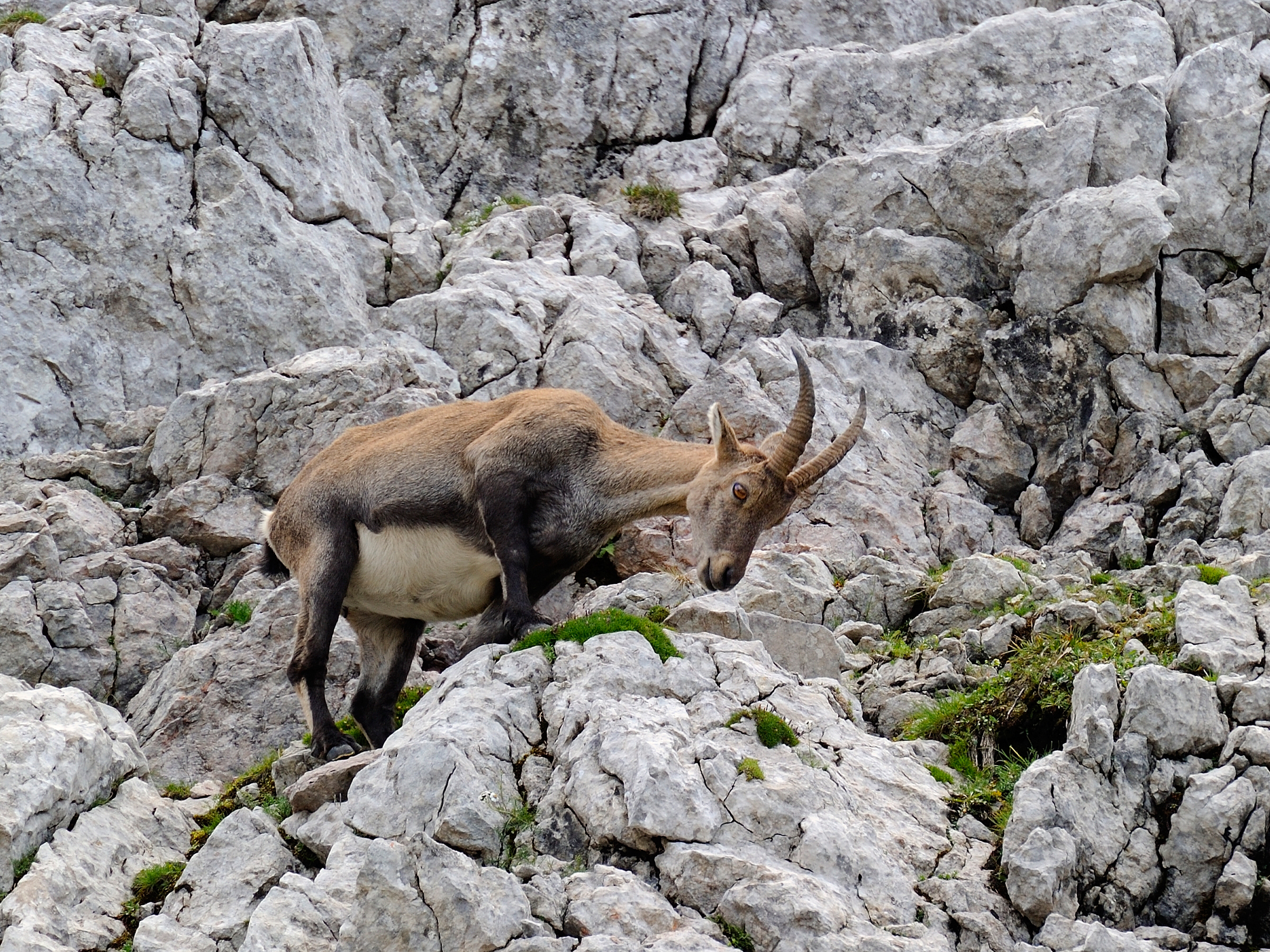 Steinbock zwischen Schneibstein und Seeleinsee