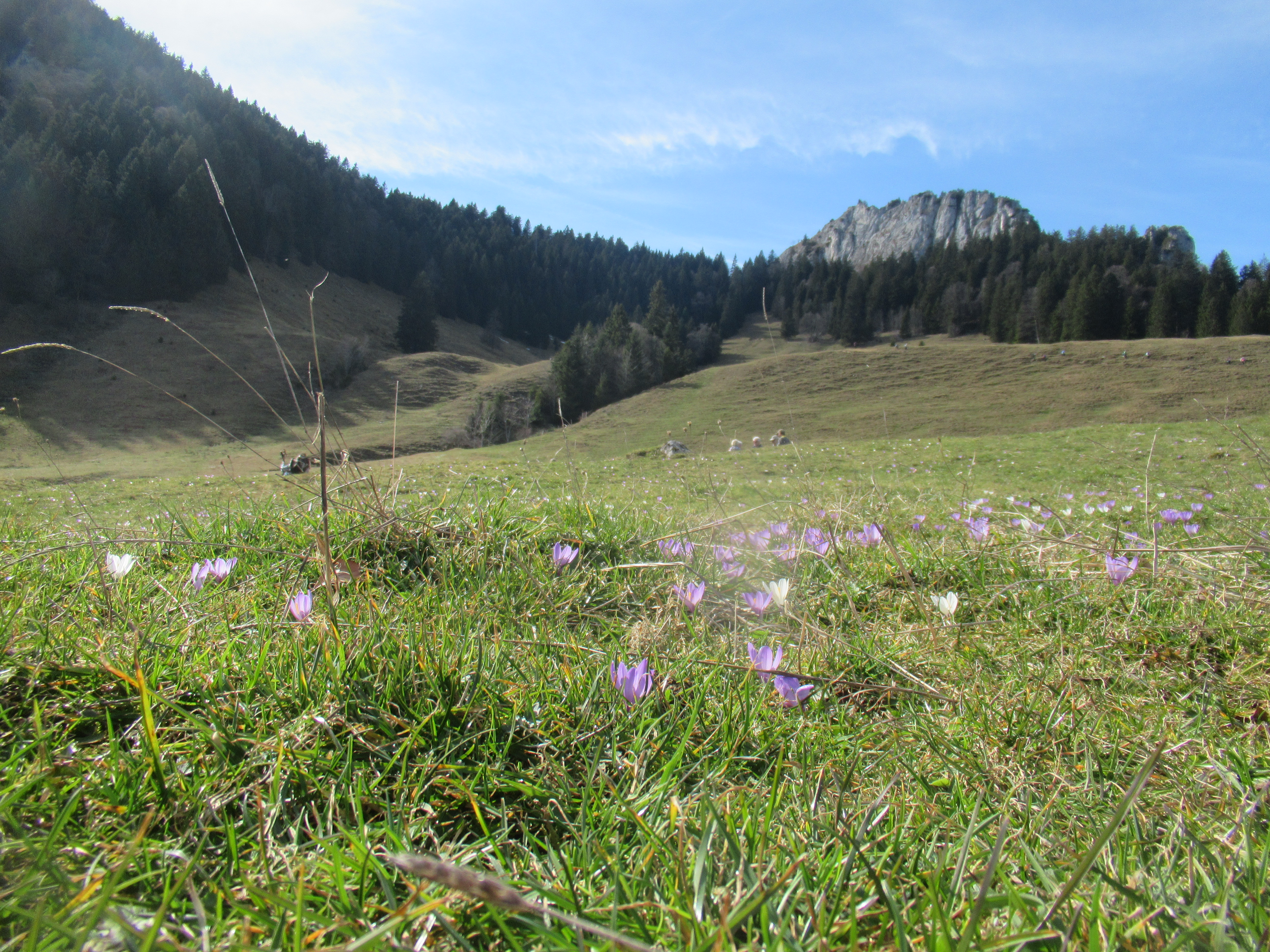 Krokusblüte