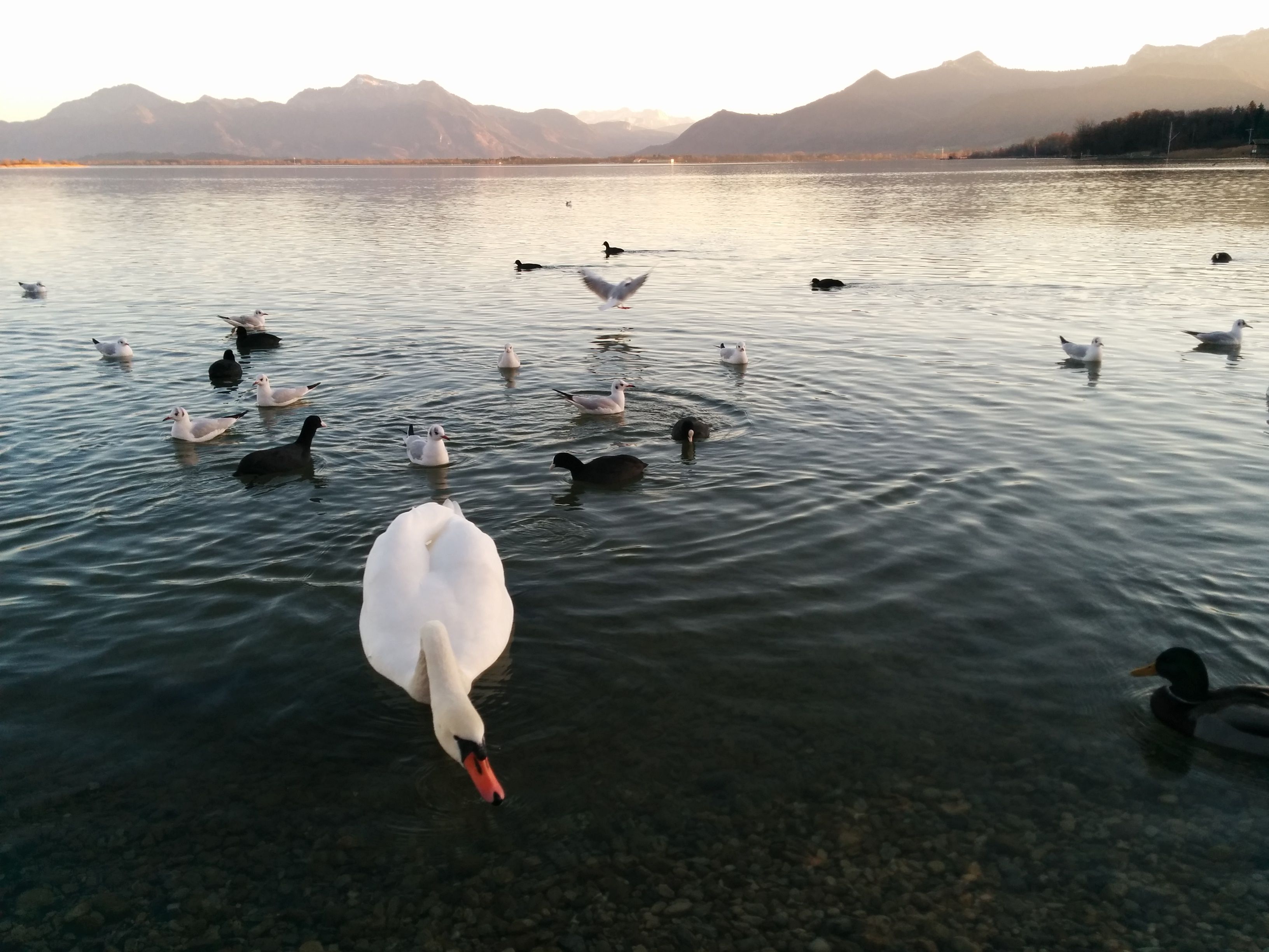 Abendstimmung mit Schwan an der Seepromenade auf den Schären