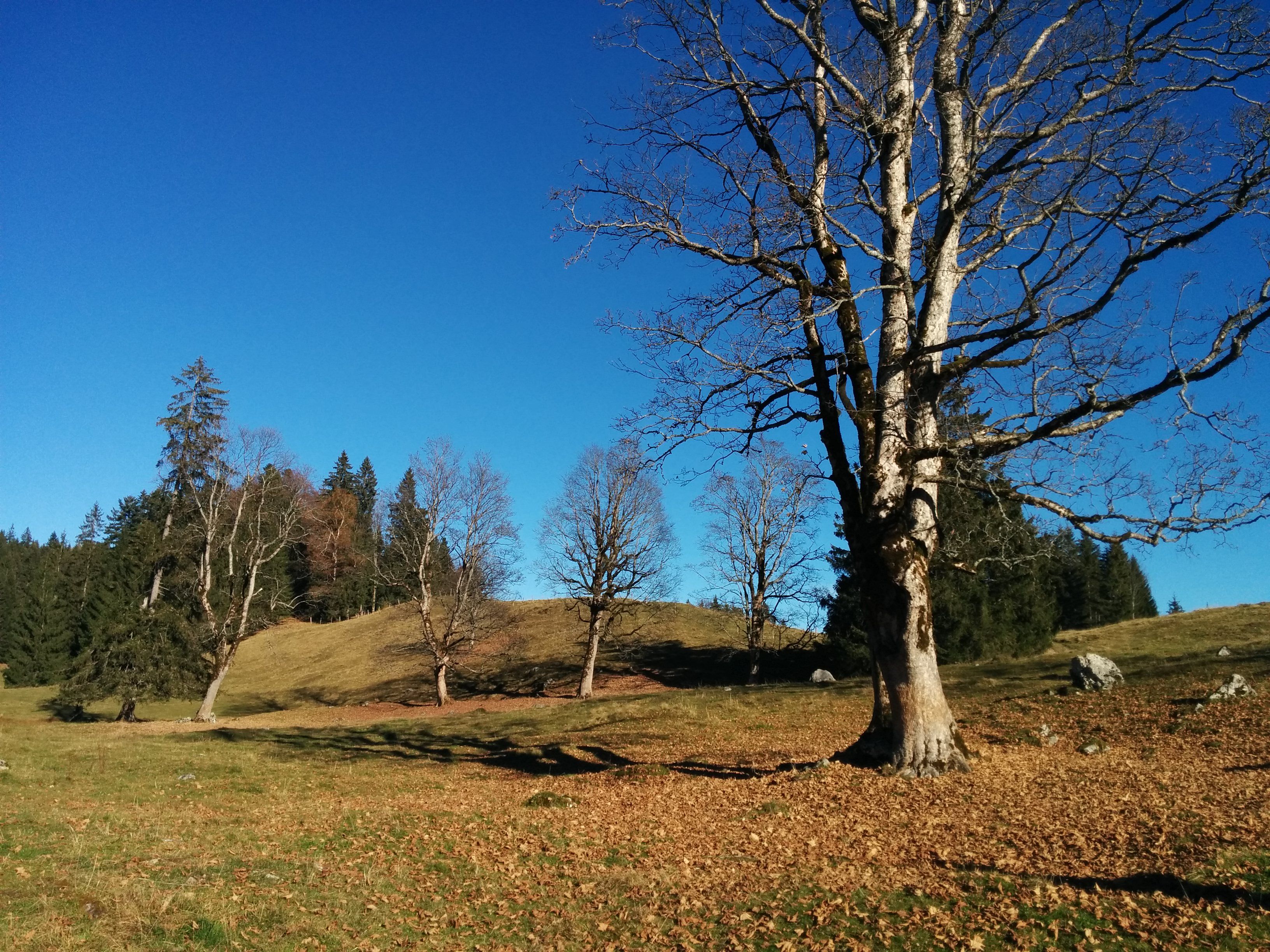 auf der Chiemhauseralm