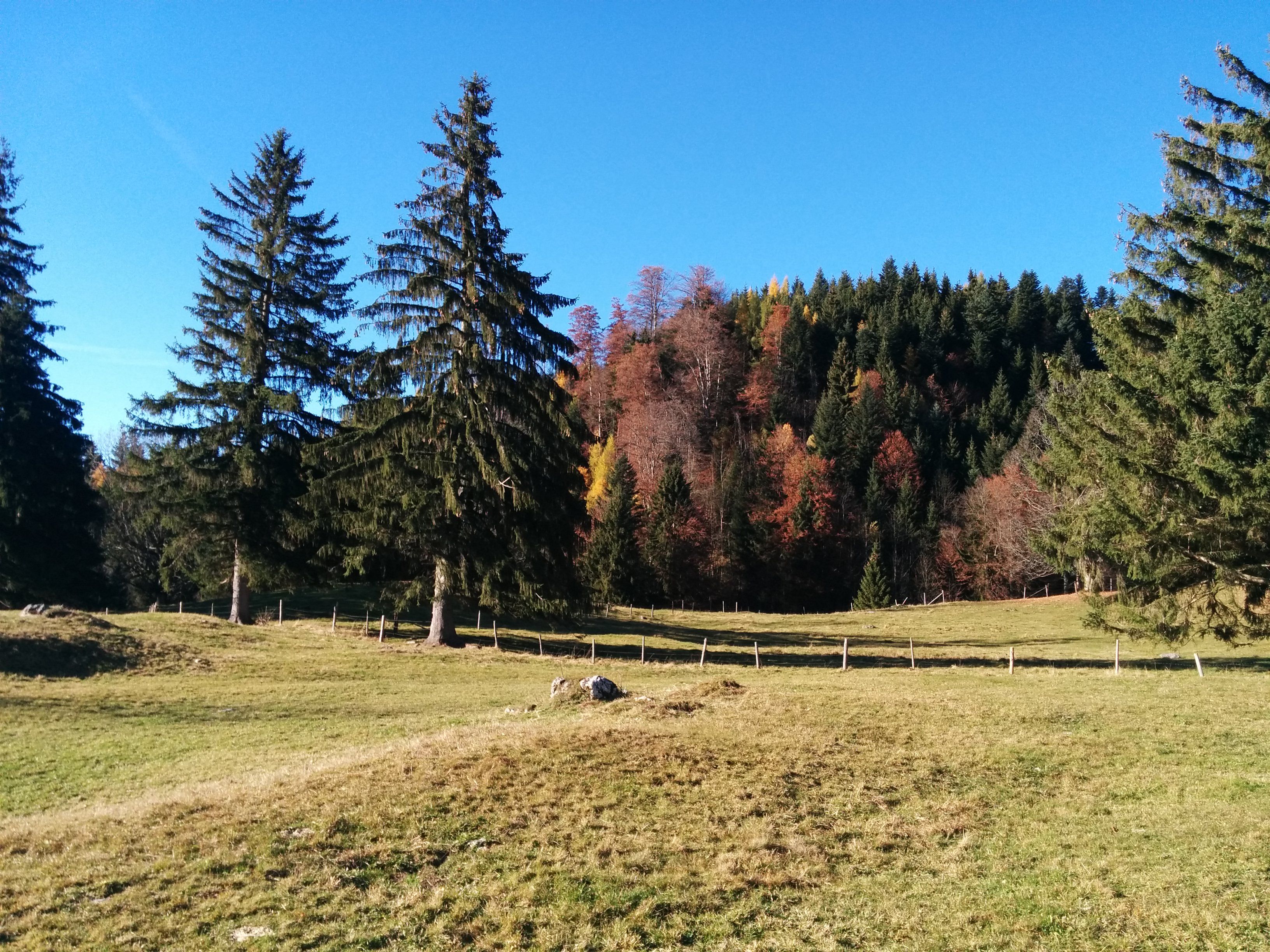 auf der Chiemhauseralm