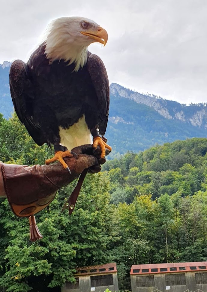 in der Falknerei Hohenaschau