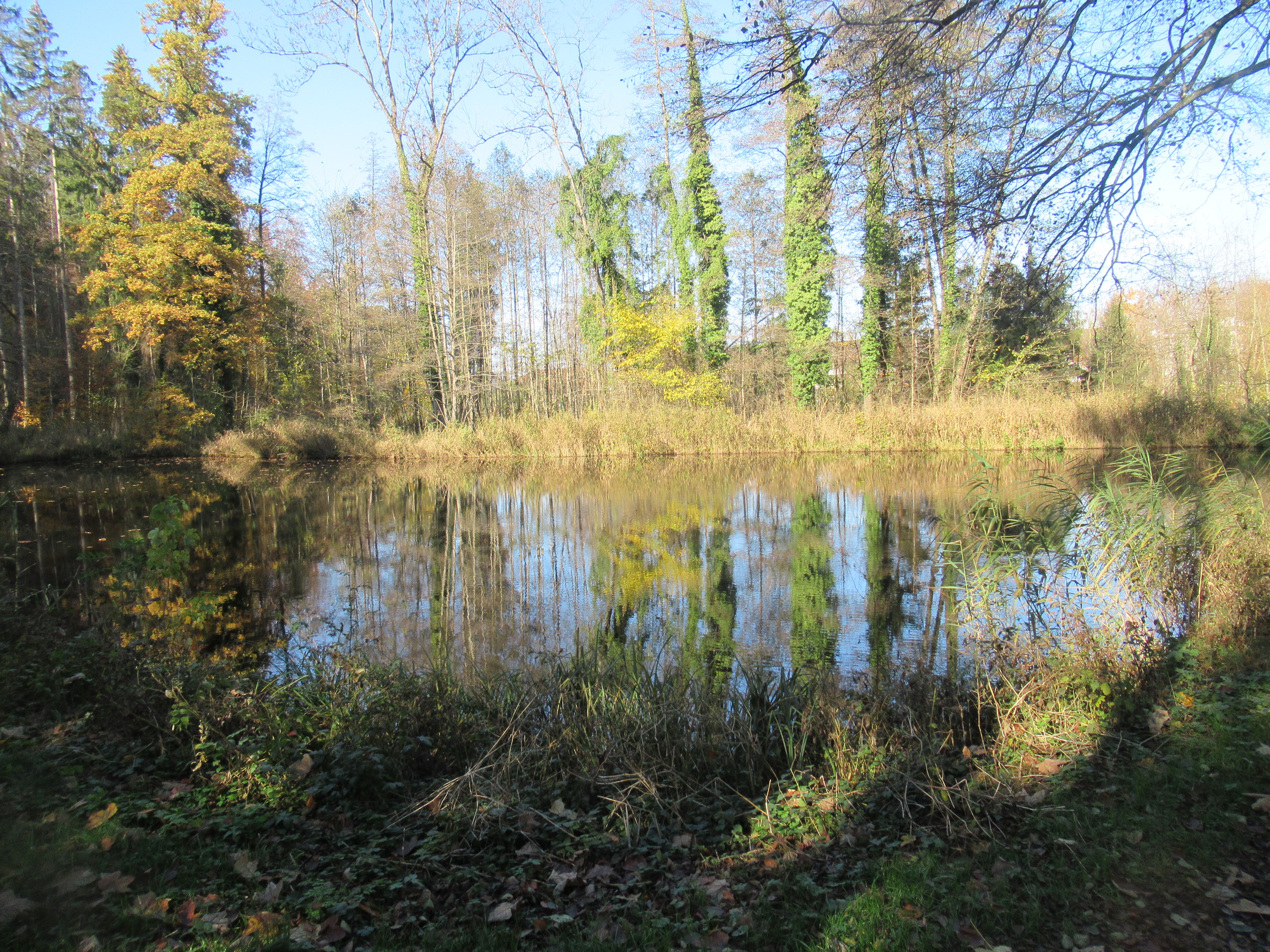 der Feßler Weiher