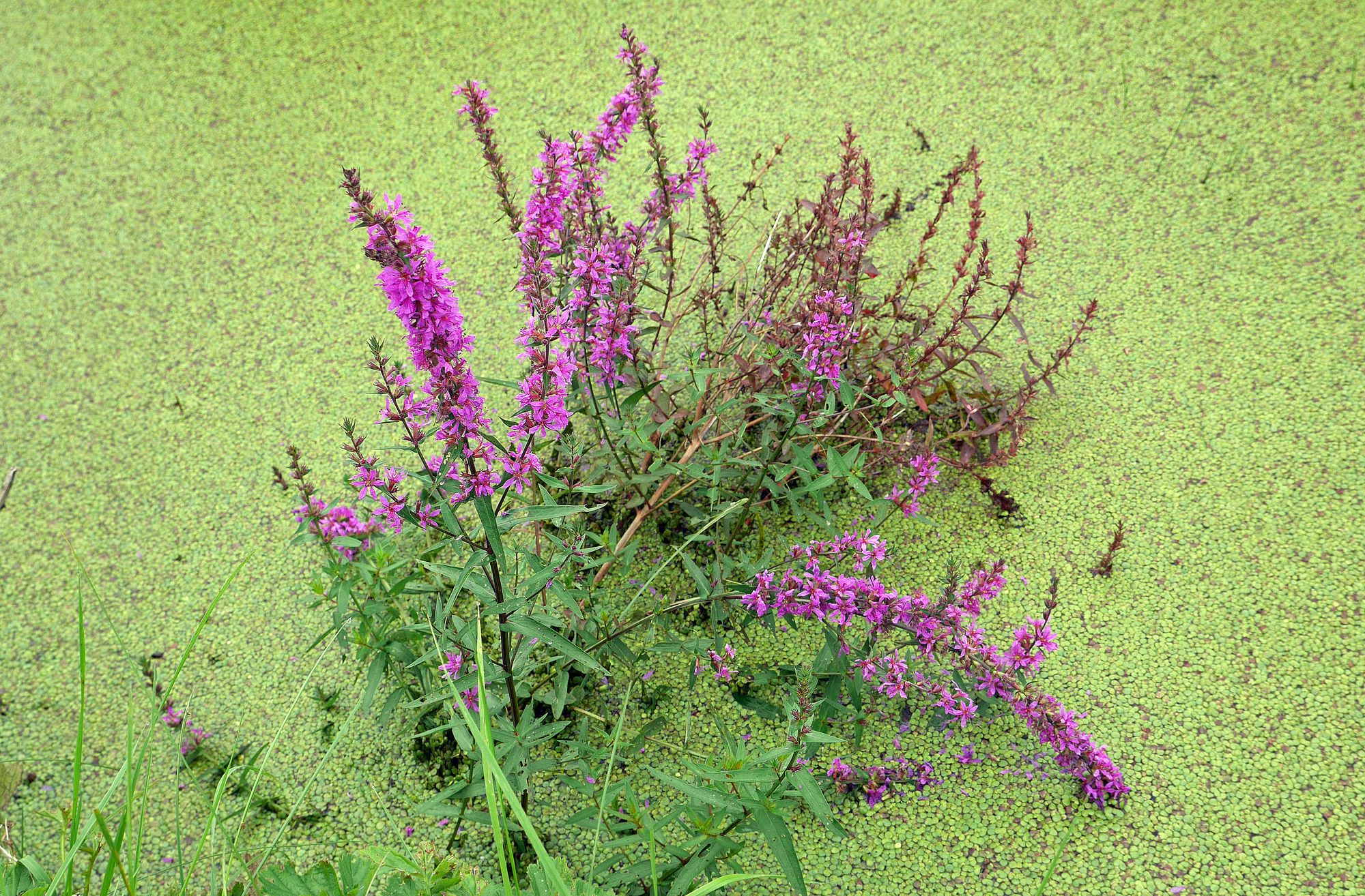 Farbkontraste im Wassergraben