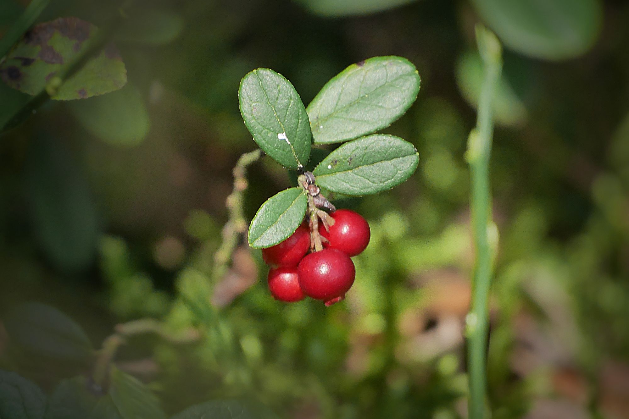 Preiselbeeren