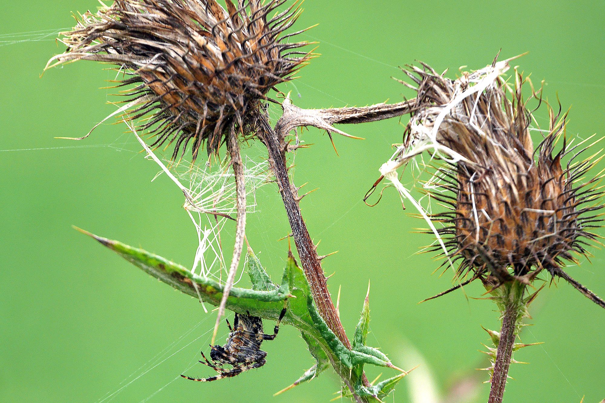 Spinne an Distel