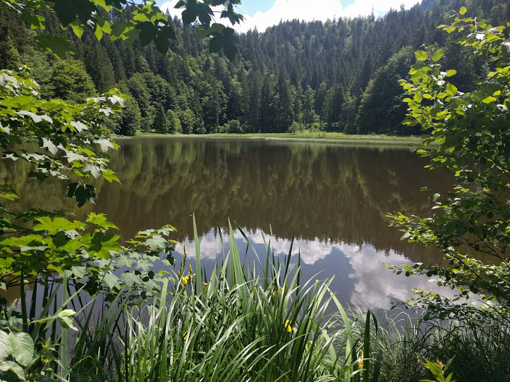 der Suttensee