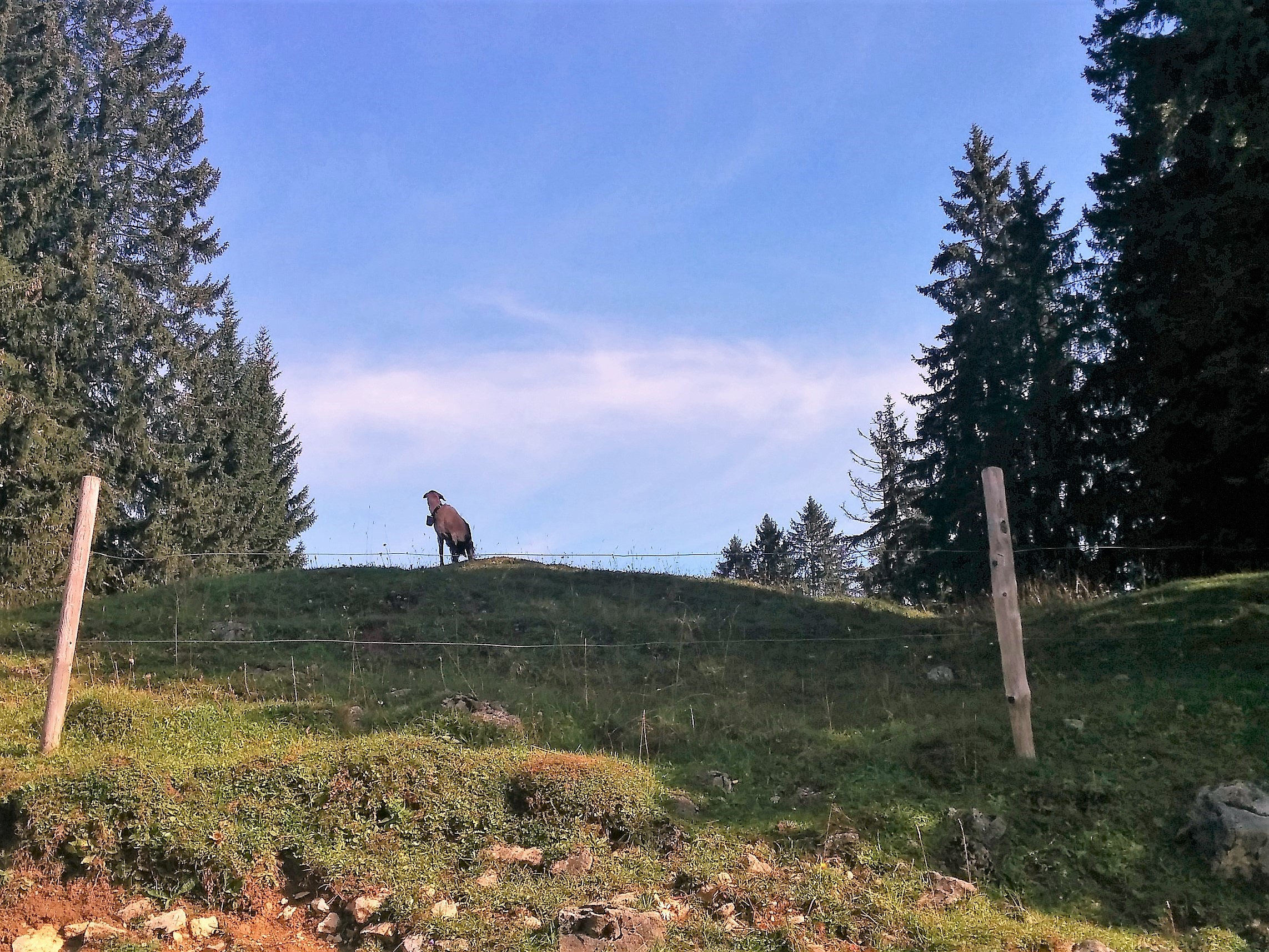 tierische Begegnung auf der Hemmersuppenalm