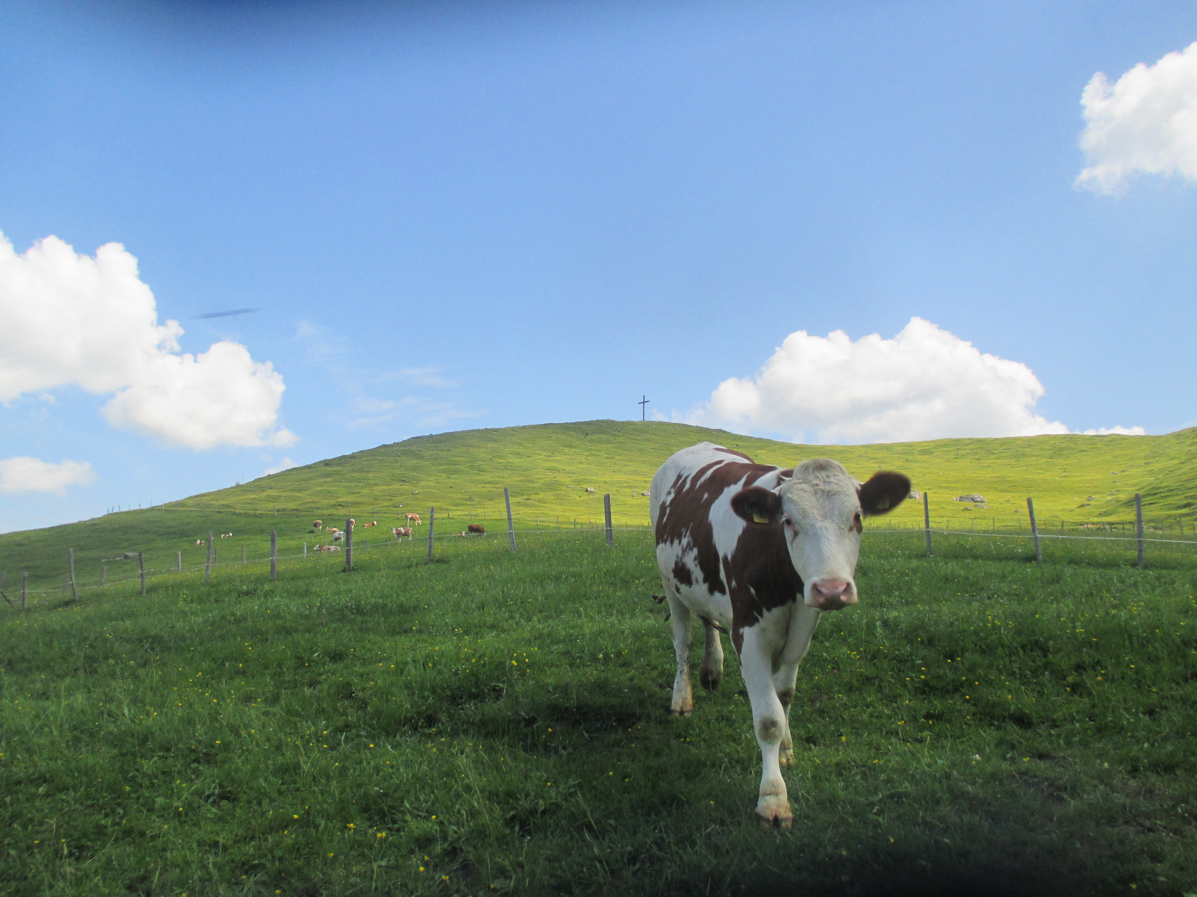 tierische Begegnung auf der Schachenalm